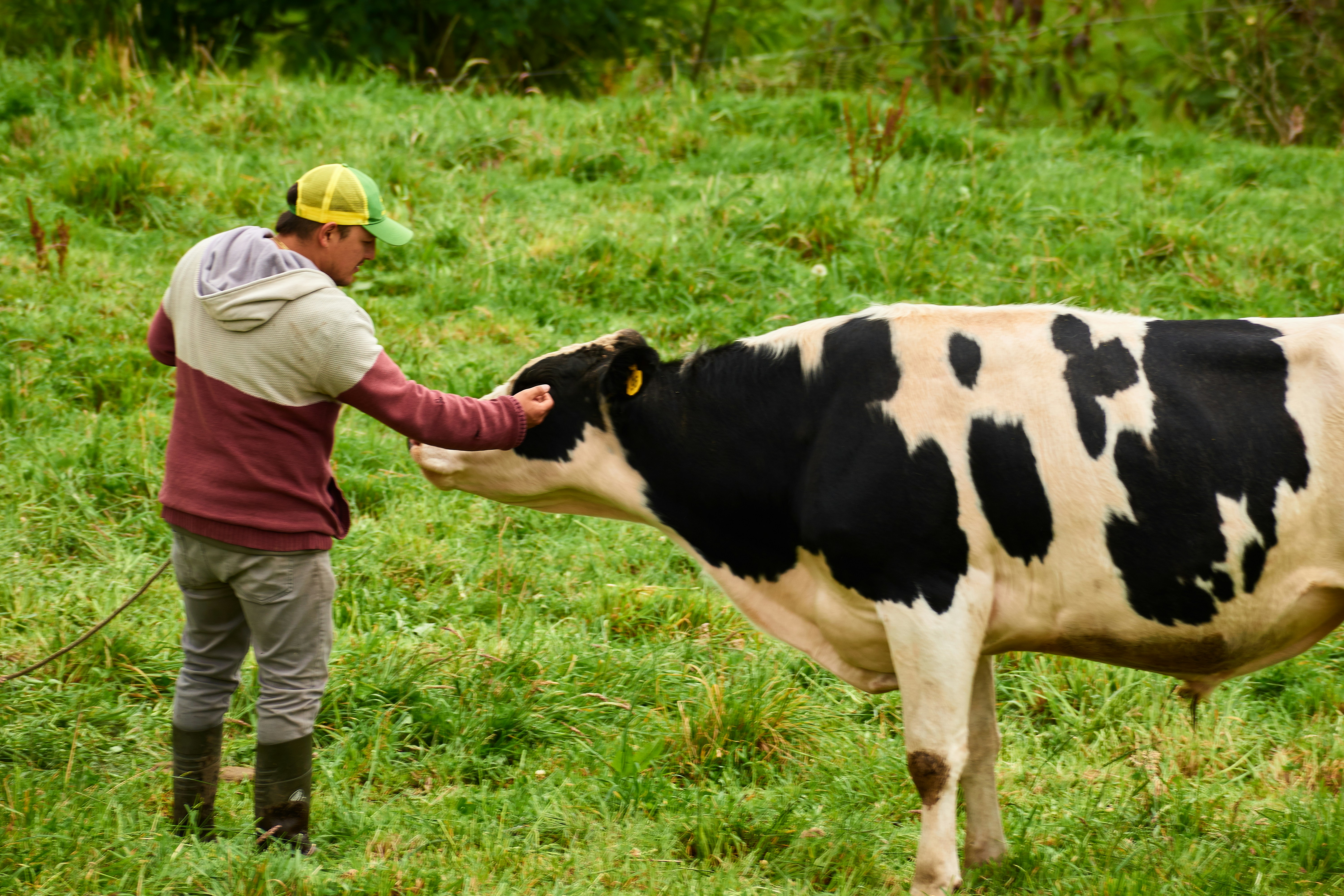 A man pets a cow in a green field