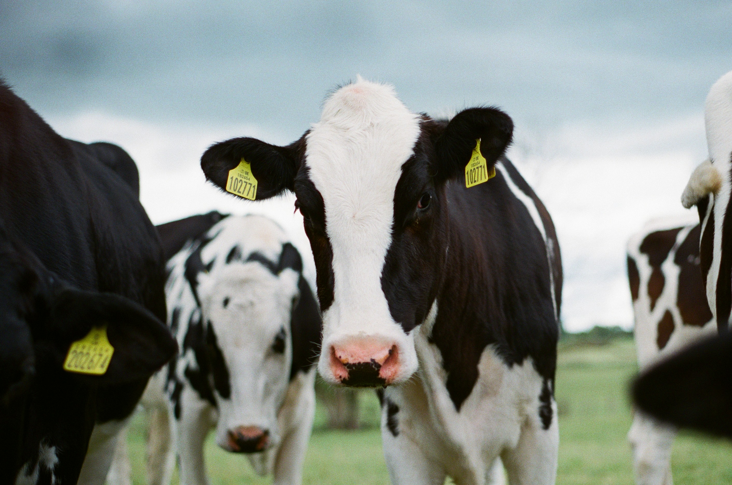 CLose up of a cow with a herf of cows surrounding them
