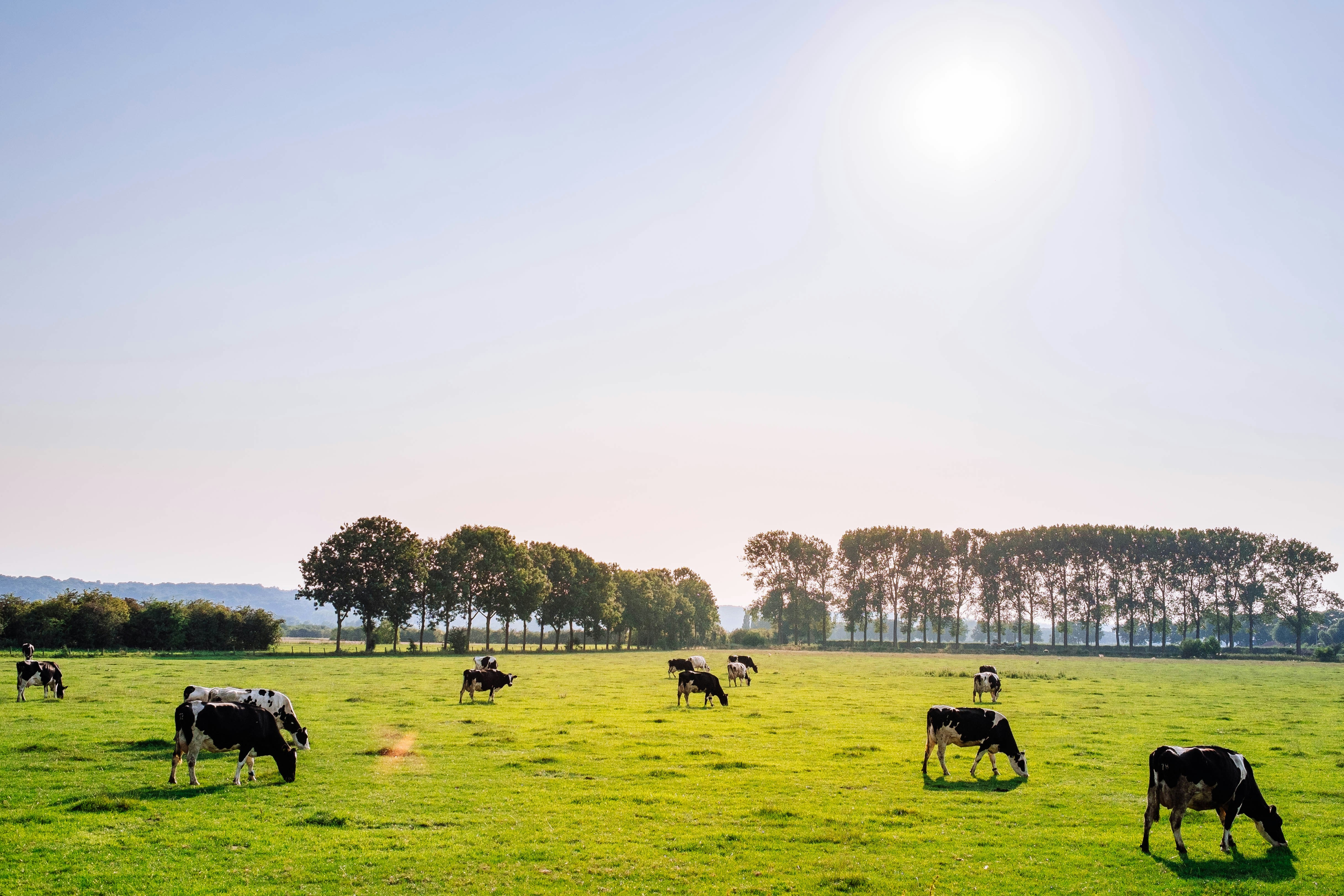 Extreme wide shot of a field with cows scattered throughout