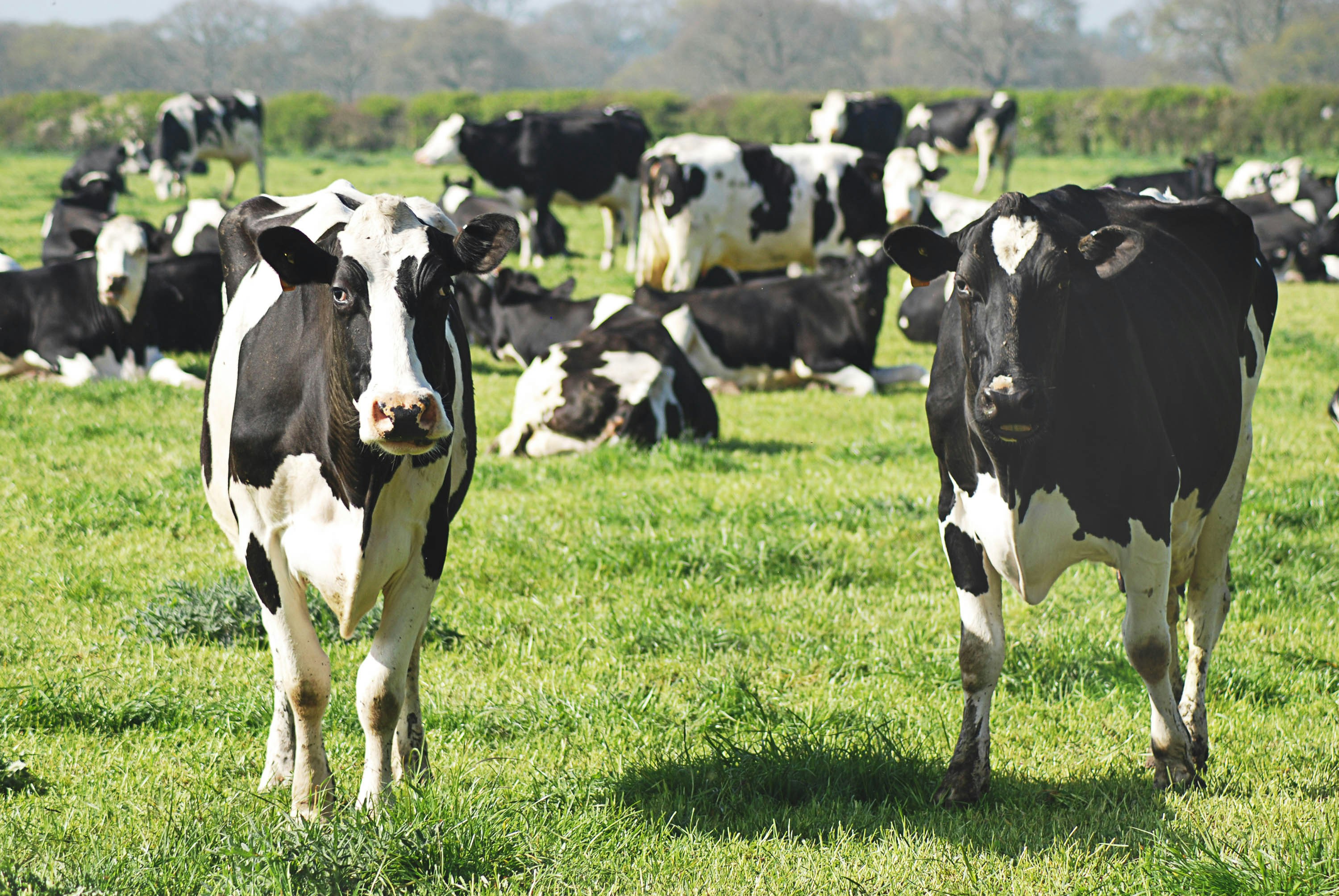 Medium shot of a group of cows with two looking to the camera.