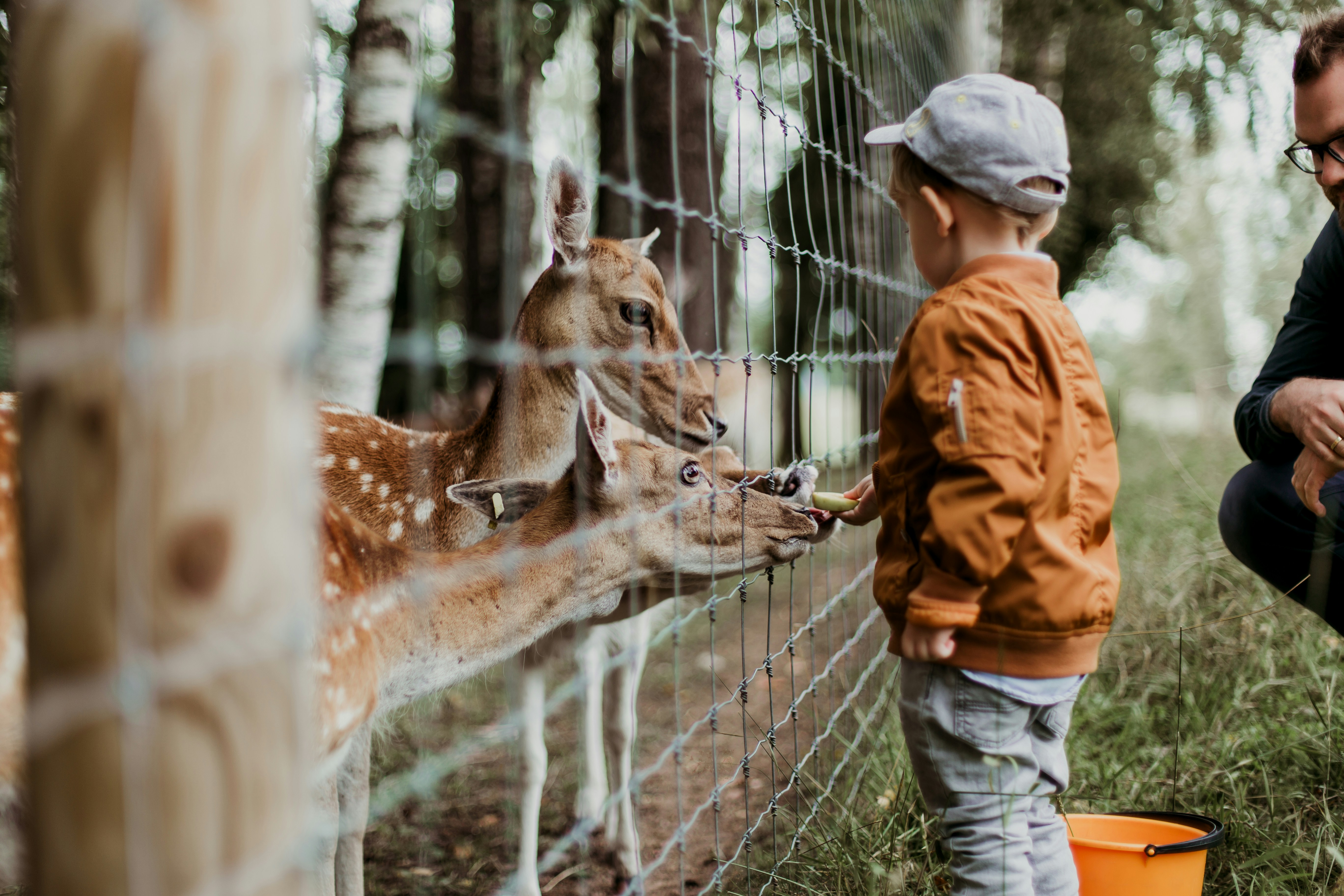 A young child feeds a group of small deer through a fence