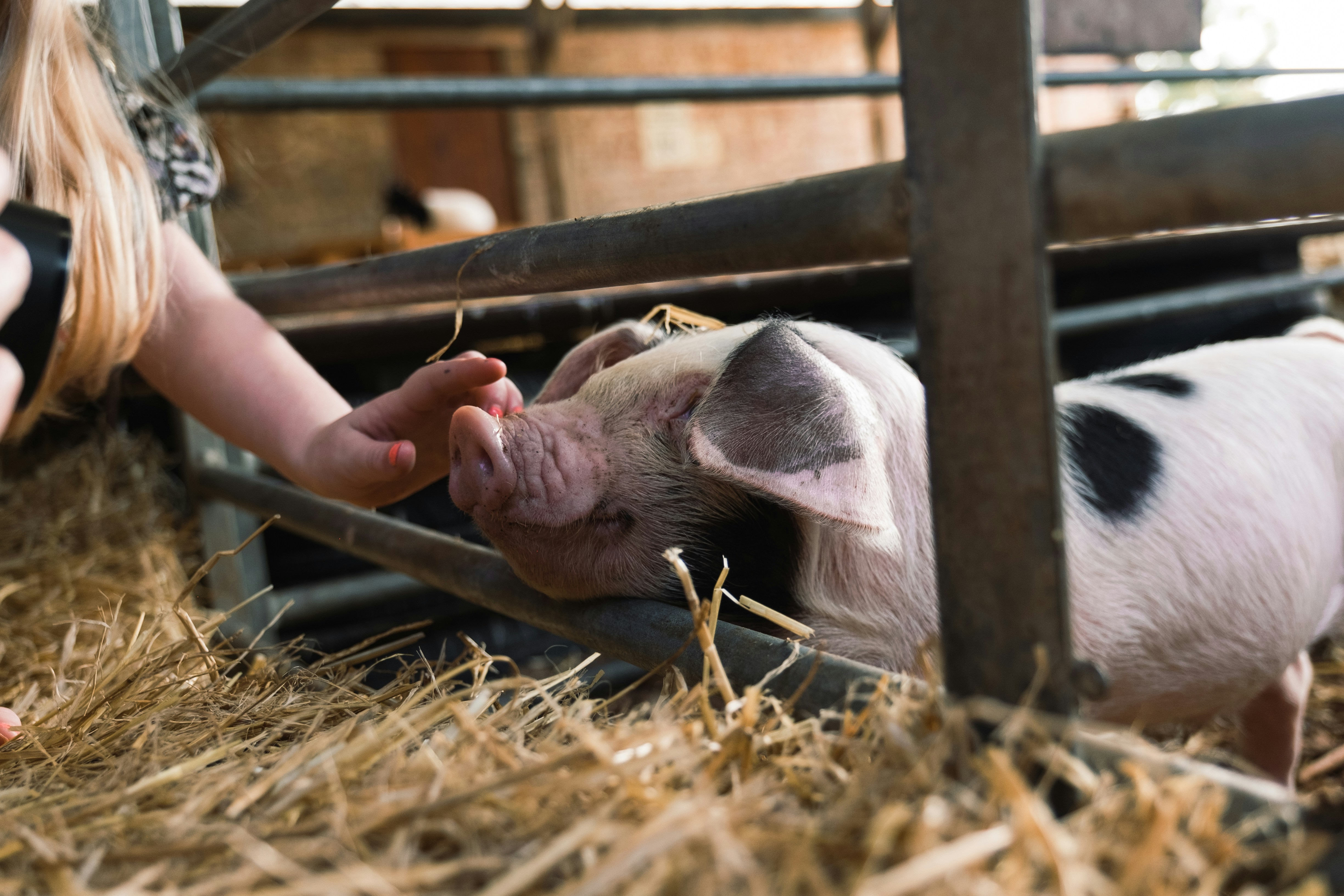 Close up of a baby pig being fed