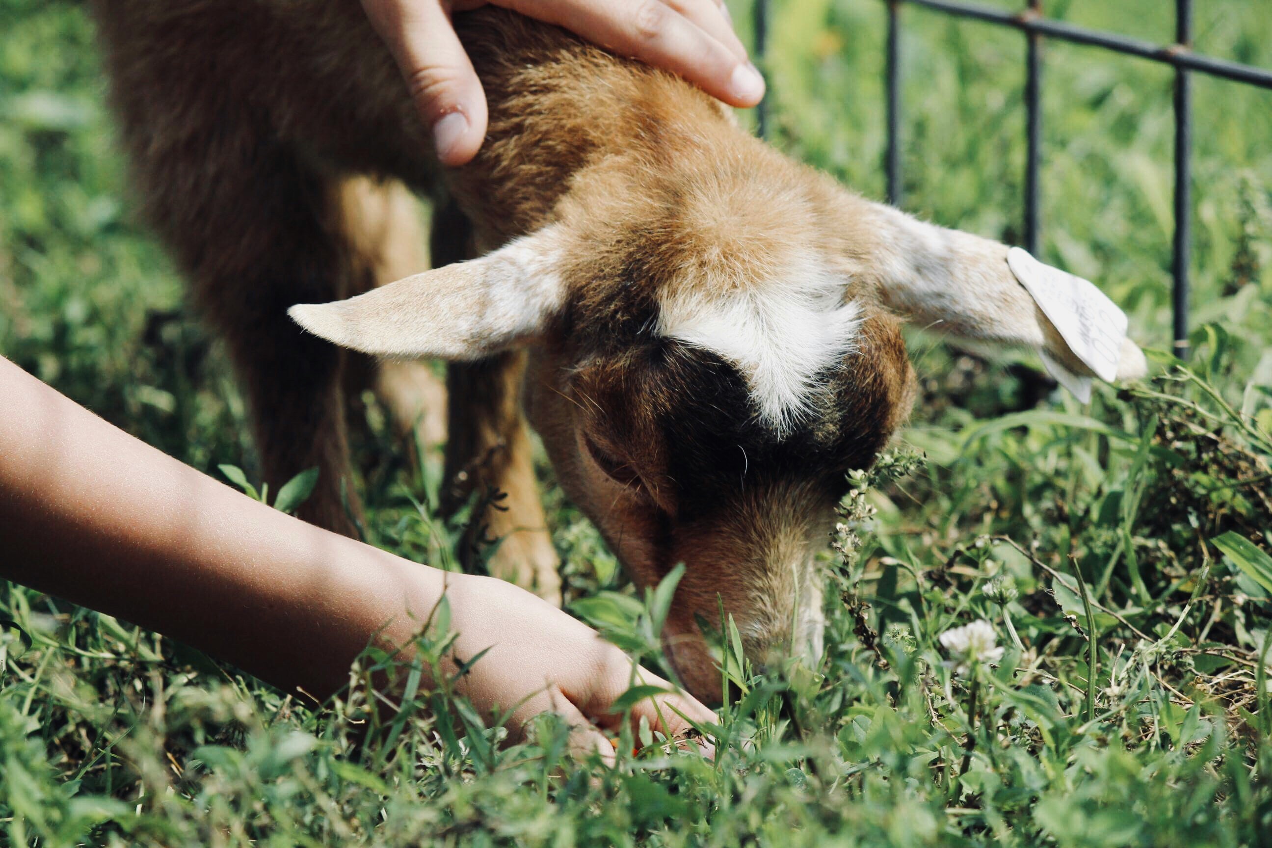 Close up of a baby goat being fed