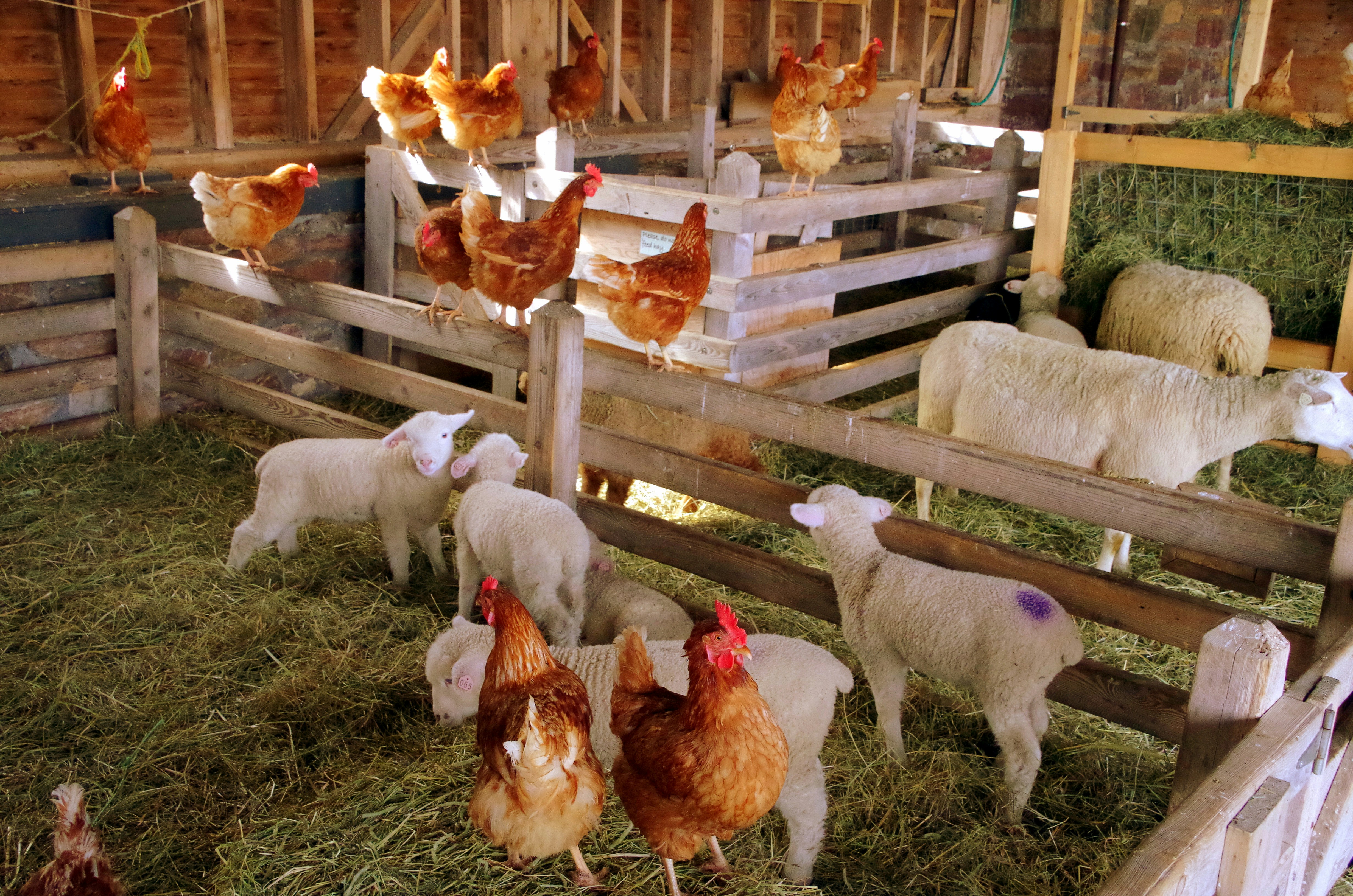 Inside of a small barn where chickes and goats share living space