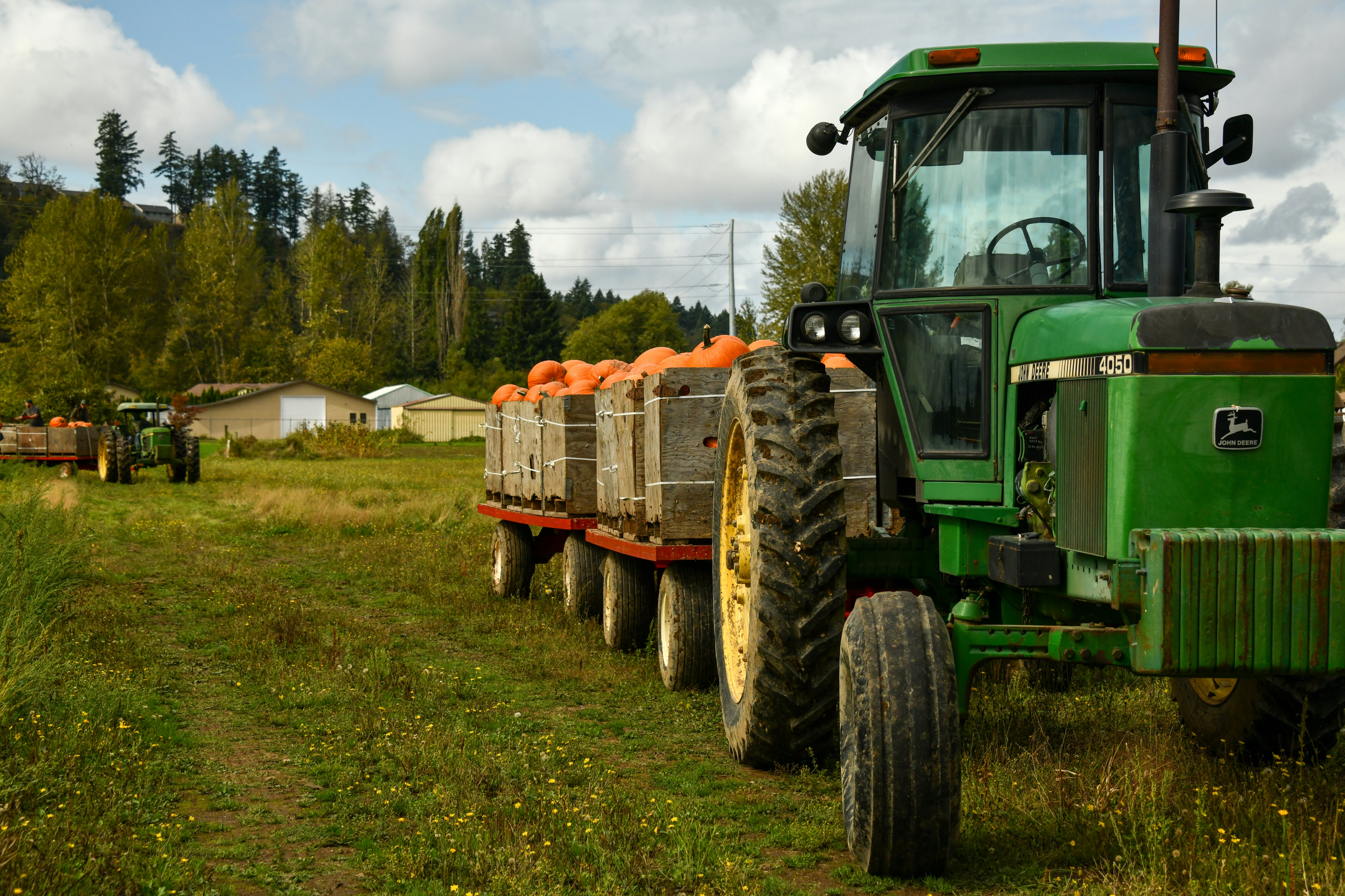 Two tractors in a field carry containers of pumpkings
