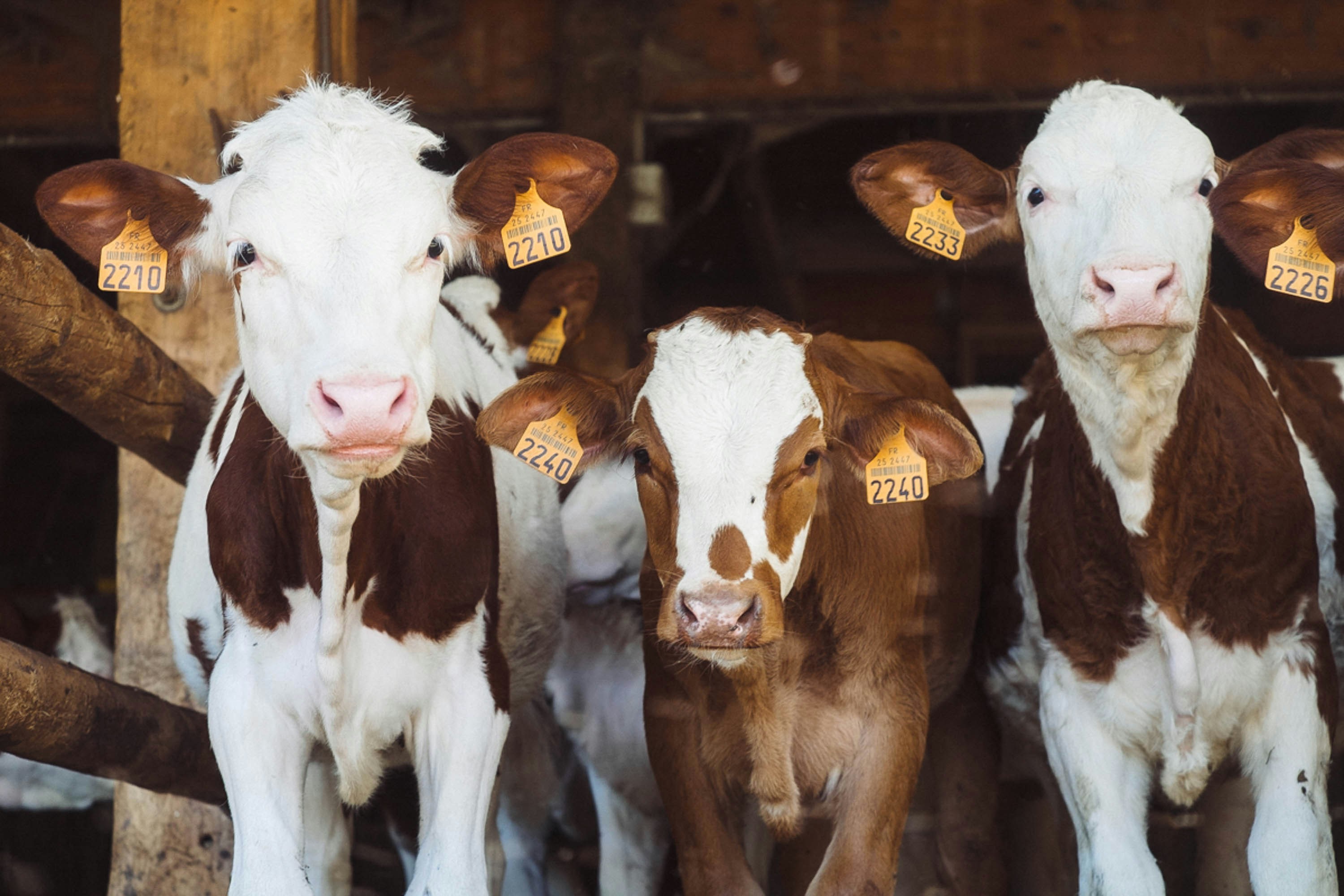 A close up photograph of a group of cows